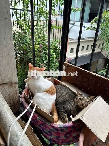 Nhà nguyên căn Phan Kế Bính Q1, 2pn1wc