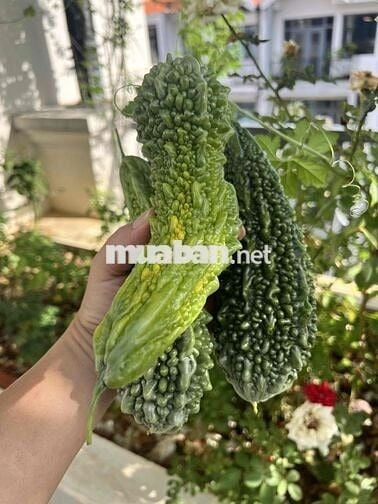 CHÍNH CHỦ CẦN BÁN LÔ ĐẤT ĐẸP TẠI TÂN HỘI - ĐỨC TRỌNG - LÂM ĐỒNG