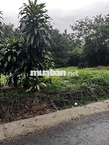 700m² MT đường nhựa - 80m² thổ cư - Vườn sầu riêng đang thu - 1,7 tỷ
