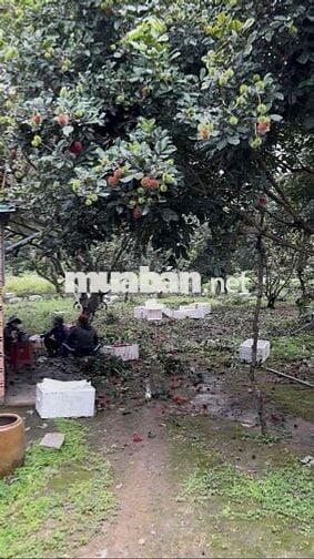 700m² MT đường nhựa - 80m² thổ cư - Vườn sầu riêng đang thu - 1,7 tỷ