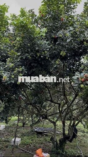 700m² MT đường nhựa - 80m² thổ cư - Vườn sầu riêng đang thu - 1,7 tỷ