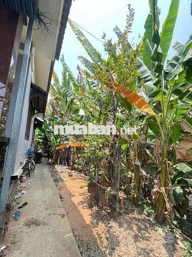 Cho Thuê Nhà Vườn (3PN) sân rộng rãi, KP9 Tân Phong, Biên Hoà- giá:7tr