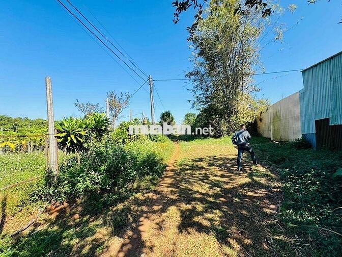 1000m đất khu nhà vườn thành phô Pleiku