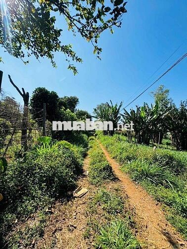 1000m đất khu nhà vườn thành phô Pleiku