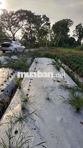 Bán đất kv thới bình phường Thới An Đông giáp ranh Long Hòa lộ ô tô 4m