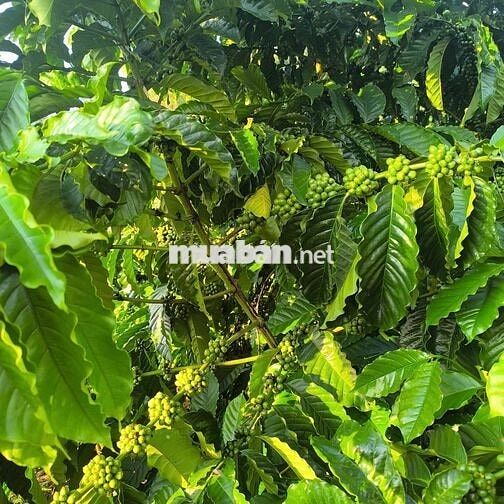 Bán đất rẫy cà phê và sầu riêng