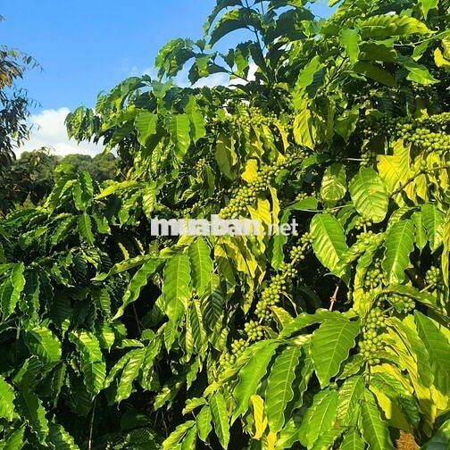 Bán đất rẫy cà phê và sầu riêng