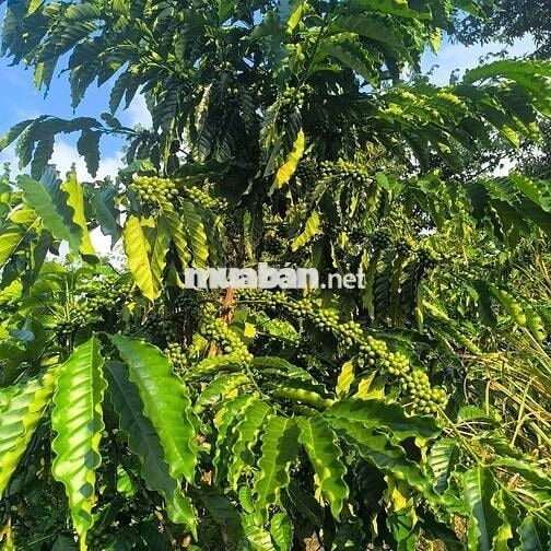 Bán đất rẫy cà phê và sầu riêng