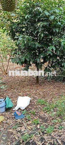 Tuyển người trông coi nhà cửa