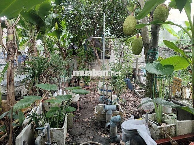 Chính chủ bán diện tích 233m2, 100m2 thổ cư 2tỷ4 thương lượng