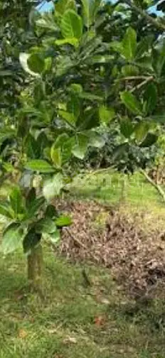Đất trang trại vườn ao chuồng cây ăn trái 20.000m2