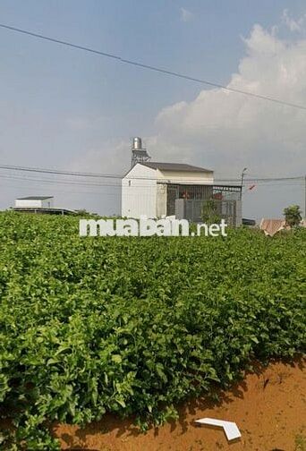 Đất nền 100% thổ cư Bảo Lộc-Lâm Đồng, Sát dự án CT Tân Phú-Bảo Lộc