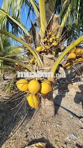 1.200m2 mặt tiền đường nhựa có điện 3fa 
