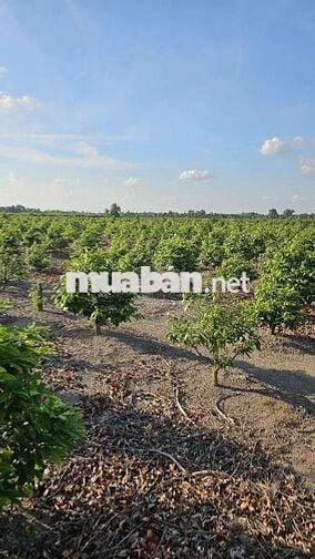 1.200m2 mặt tiền đường nhựa có điện 3fa 