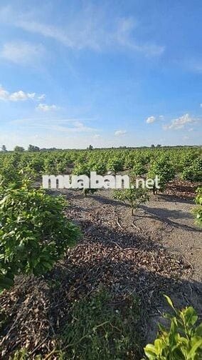 1.200m2 mặt tiền đường nhựa có điện 3fa 