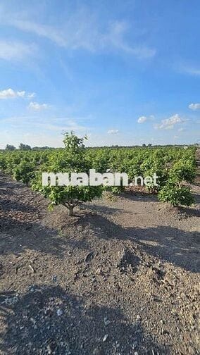 1.200m2 mặt tiền đường nhựa có điện 3fa 