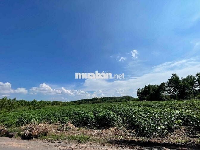🔥 CHÍNH CHỦ BÁN GẤP ĐẤT AN VIỄN – CÓ GẦN 10.000m² ĐẤT – ĐÓN SÓNG SÂN B