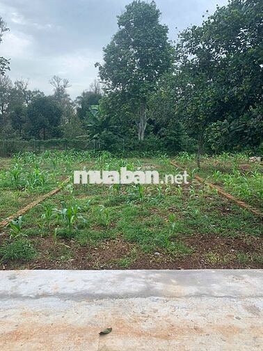 ĐẤT NỀN NGAY KHU CÔNG NGHIỆP LONG KHÁNH