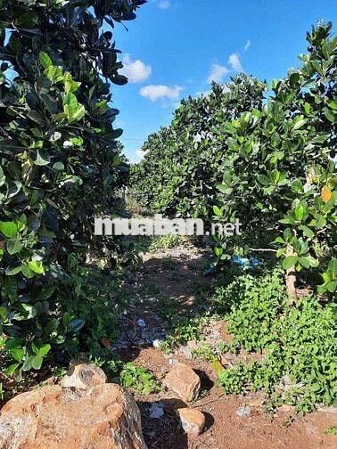 ĐẤT VƯỜN 480m2 chỉ 550 triệu tại BÌNH DƯƠNG