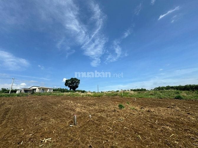 Công ty Đấu giá hợp danh Lam Sơn Sài Gòn THÔNG BÁO ĐẤU GIÁ TÀI SẢN