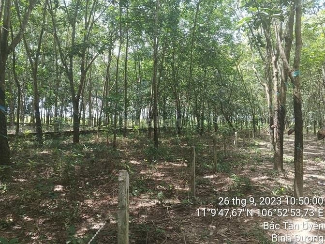 Công ty Đấu giá hợp danh Lam Sơn Sài Gòn THÔNG BÁO ĐẤU GIÁ TÀI SẢN