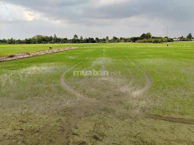 BÁN ĐẤT NÔNG NGHIỆP CHÍNH CHỦ TẠI HUYỆN CHÂU THÀNH, TỈNH ĐỒNG THÁP