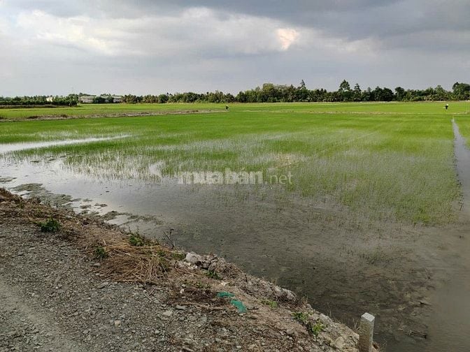 BÁN ĐẤT NÔNG NGHIỆP CHÍNH CHỦ TẠI HUYỆN CHÂU THÀNH, TỈNH ĐỒNG THÁP