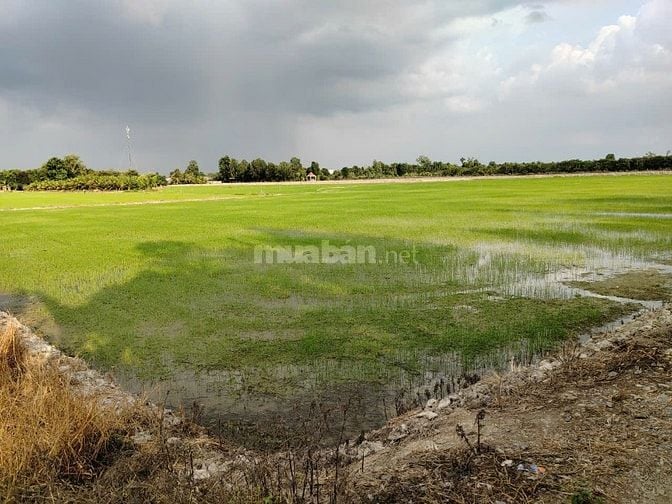 BÁN ĐẤT NÔNG NGHIỆP CHÍNH CHỦ TẠI HUYỆN CHÂU THÀNH, TỈNH ĐỒNG THÁP