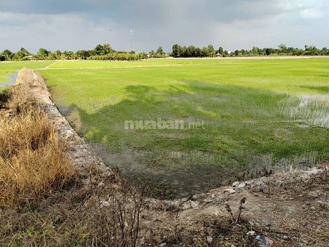 BÁN ĐẤT NÔNG NGHIỆP CHÍNH CHỦ TẠI HUYỆN CHÂU THÀNH, TỈNH ĐỒNG THÁP