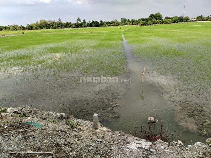 BÁN ĐẤT NÔNG NGHIỆP CHÍNH CHỦ TẠI HUYỆN CHÂU THÀNH, TỈNH ĐỒNG THÁP