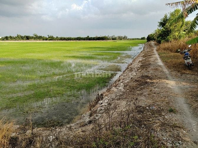 BÁN ĐẤT NÔNG NGHIỆP CHÍNH CHỦ TẠI HUYỆN CHÂU THÀNH, TỈNH ĐỒNG THÁP