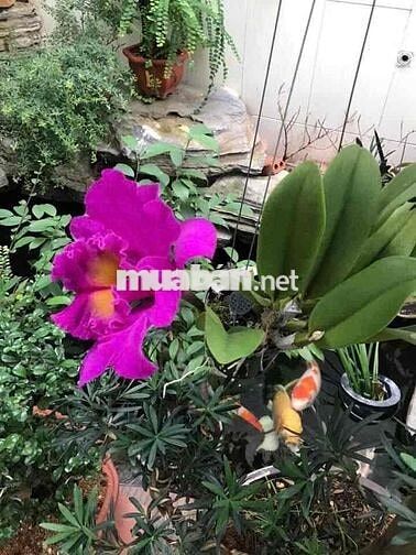 CHO THUÊ NHÀ- 60M2- 4 TẦNG- 4PN +3WC- MT BÌNH PHÚ,Q6- 13TR