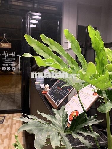 Cần sang quán cà phê kết hợp đồ ăn Hàn Quốc