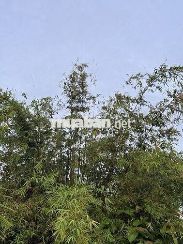 Bán nhà gần Trường Chính Trị Cà Mau