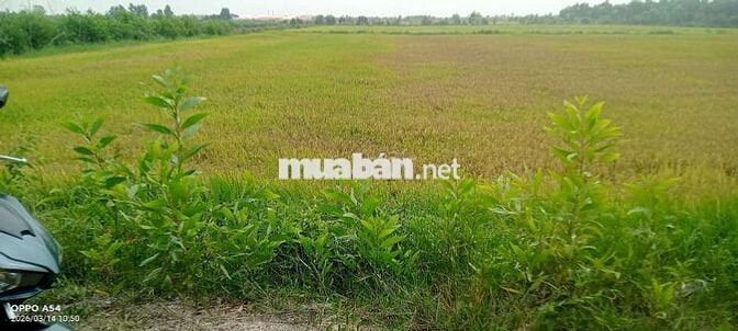 CẦN BÁN LÔ ĐẤT DT 9000 M2 TẠI ĐỨC HUỆ
