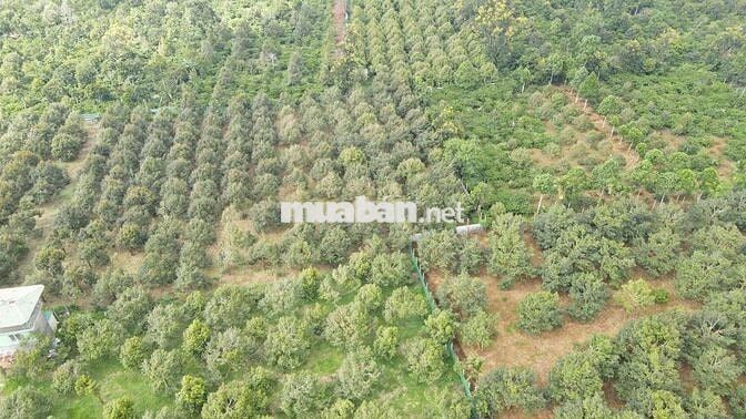 bán 3,2ha với 139m mặt tiền TL8 Eatul