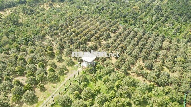 bán 3,2ha với 139m mặt tiền TL8 Eatul