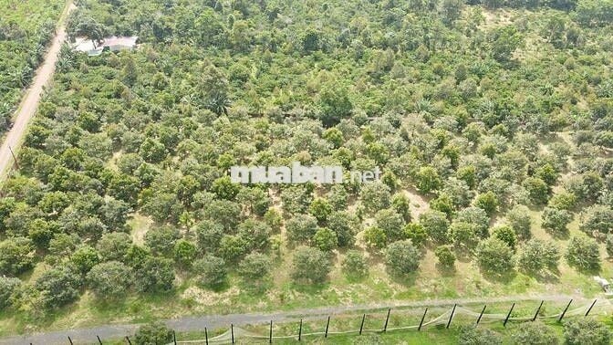 bán 3,2ha với 139m mặt tiền TL8 Eatul
