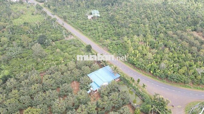 bán 3,2ha với 139m mặt tiền TL8 Eatul