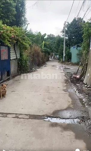 Bán 1.000m2 đất cây lâu năm hẻm xe tải tránh nhau, giá cực tốt