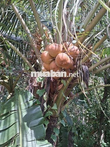 BÁN NHÀ MẶT TIỀN ĐƯỜNG BẾN SÚC AN PHÚ CỦ CHI TP HCM 
