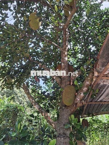 BÁN NHÀ MẶT TIỀN ĐƯỜNG BẾN SÚC AN PHÚ CỦ CHI TP HCM 