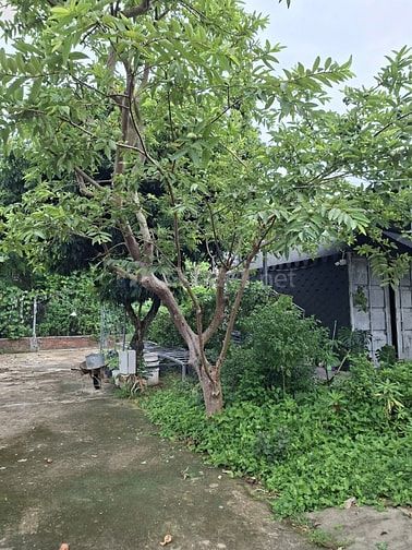 Bán đất rộng hơn 1000m2 tại Điện Hòa, Điện Bàn
