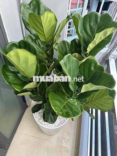 CHO THUÊ NHÀ NC ĐẸP -2 TẦNG-2PN CẠNH HXH📍NGUYỄN TƯ GIẢN;P12;Gv