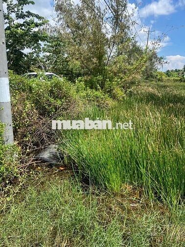 Bán đất Ấp Thạnh 1, Long Điền, Đông Hải, Bạc Liêu, 1,6 tỷ, 2964,9m2