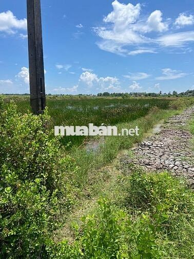 Bán đất Ấp Thạnh 1, Long Điền, Đông Hải, Bạc Liêu, 1,6 tỷ, 2964,9m2