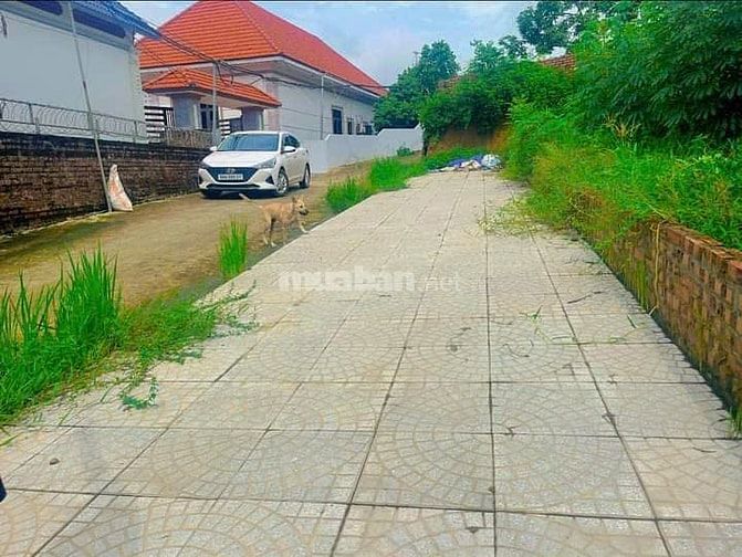 Cà na bán đất  xã Thọ Văn Tam Nông  Phú tho