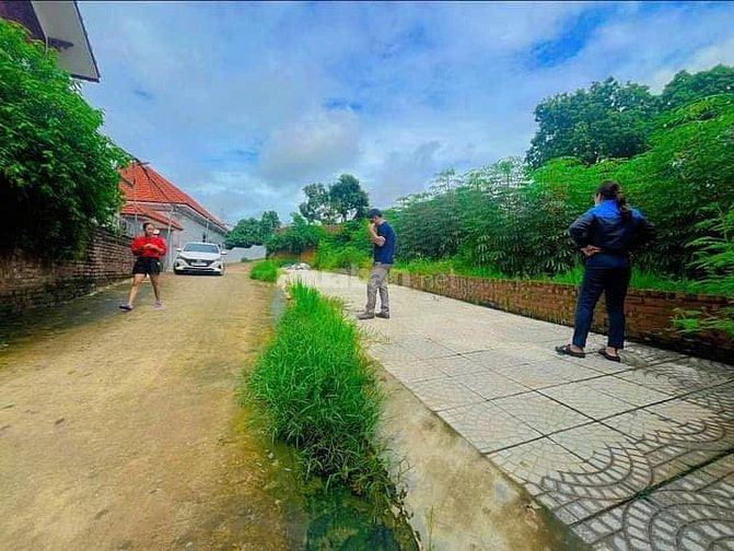 Cà na bán đất  xã Thọ Văn Tam Nông  Phú tho