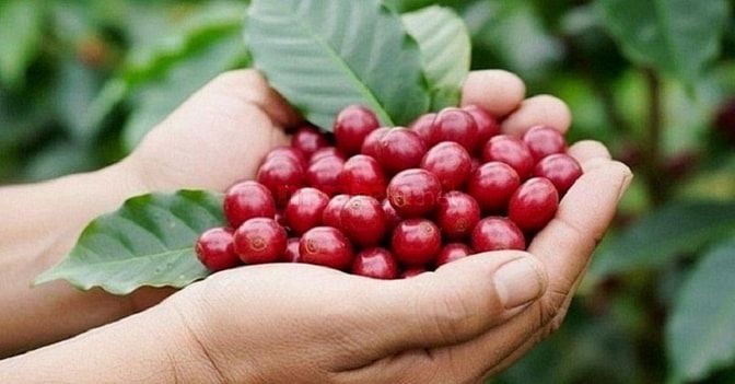 Nhận dạy nghề sx trà ướp hương, sx cà phê rang xay