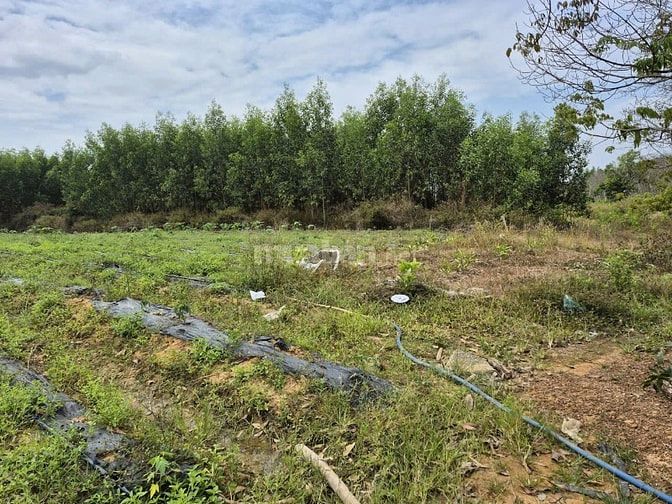 Công ty Đấu giá hợp danh Lam Sơn Sài Gòn THÔNG BÁO ĐẤU GIÁ TÀI SẢN